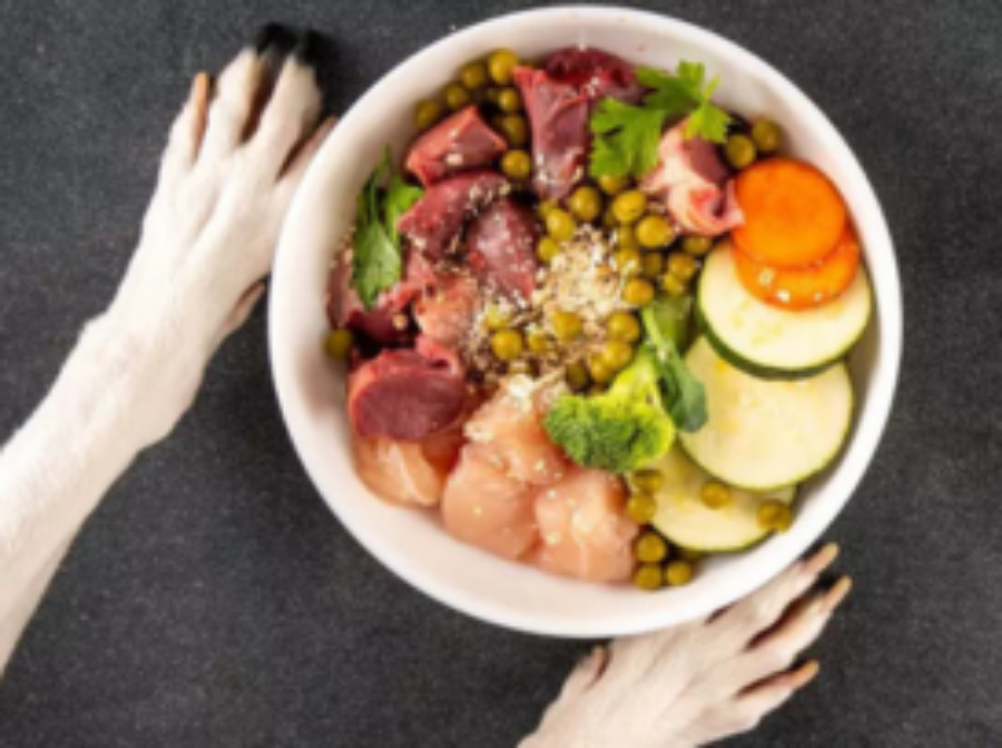 Alimentação Natural vs. Ração: Prós, Contras e Mitos Desvendados pela Ciência